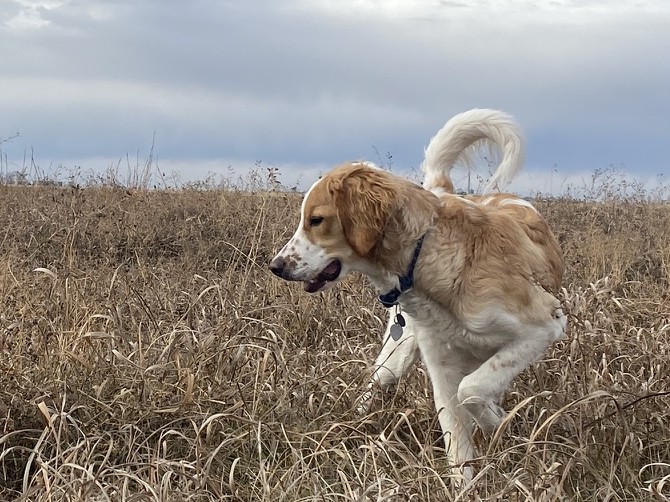 Rigby, a white and golden spaniel, trotting through dry prairie grass under a cloudy sky
